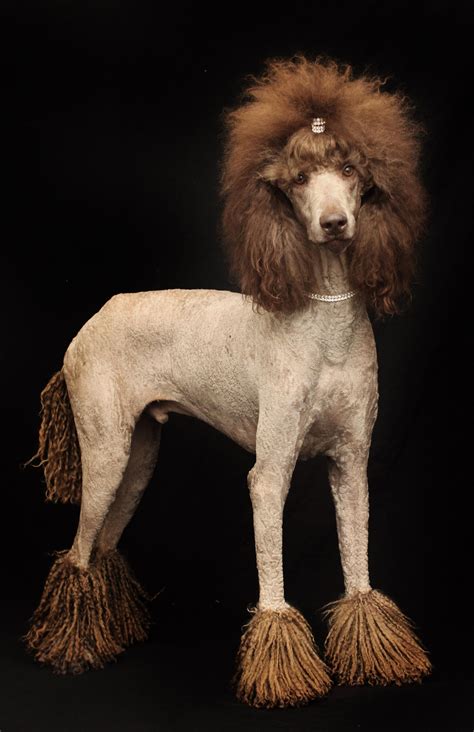 Longest poodle hair - Puppy Clip. As opposed to a puppy coat, which is the natural hair that a young poodle has before the onset of maturity around the age of twelve months, a puppy clip is where a poodle is clipped short except for the dog's face, throat, paws, and the base of the tail, which are all shaved clean.
